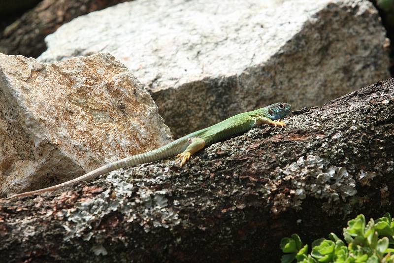 Brněnská zoologická představila novou expozici Žijí tu s námi. Lidé tam najdou zvířata, která jsou v přírodě těžko k nalezení.