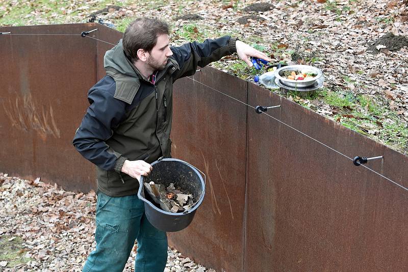 Vánoční krmění zvířat v brněnské zoologické zahradě.