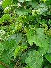 Škůdce mšička révokaz se vyskytla na listech vinné révy ve Farské zahradě v městské části Brno-Komín.