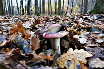 Výprava čtenáře Deníku v lesích na Kolínsku tradičně končí houbařskou sezonu. Nesbírá, ale fotí.