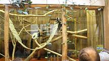 V brněnské zoologické zahradě připravili na Štědrý den komentované krmení vybraných zvířat, například levhartů.