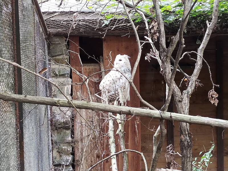 V brněnské zoo lidé oslavili Světový den zvířat.