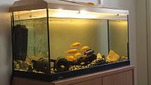 V komunitní místnosti jsou také akvária s rybičkami. Místnost chovanci navštěvují denně.