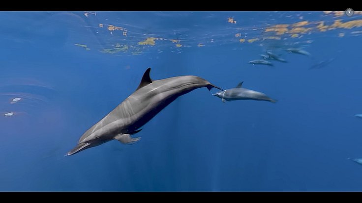 Záznam z videa z virtuální expedice brněnské zoo na Radické 6.