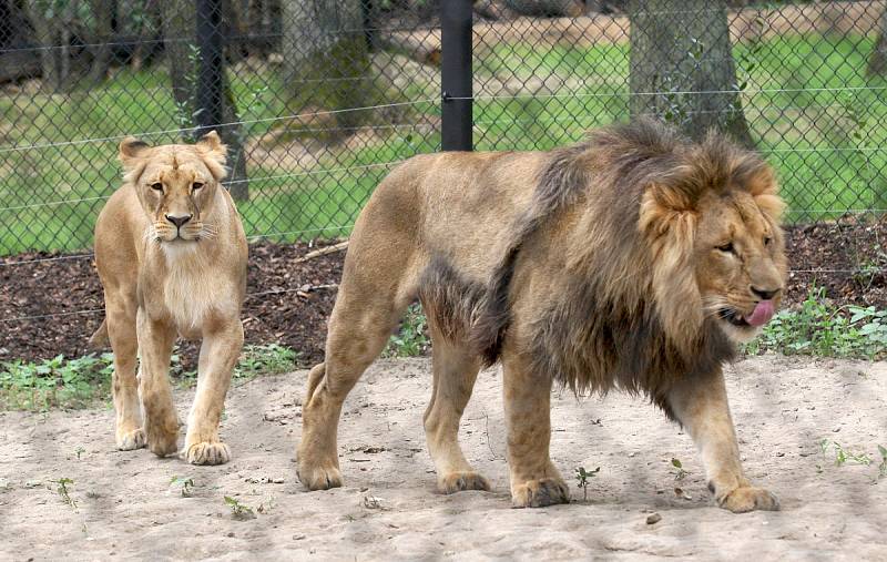 Zásnuby nových lvů v Brně? Seznamování Lolka a Kivu v brněnské zoo dopadlo podle chovatelů úspěšně. 