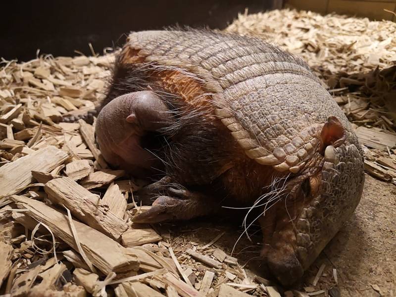 Letos narozený pásovec štětinatý v brněnské zoo.