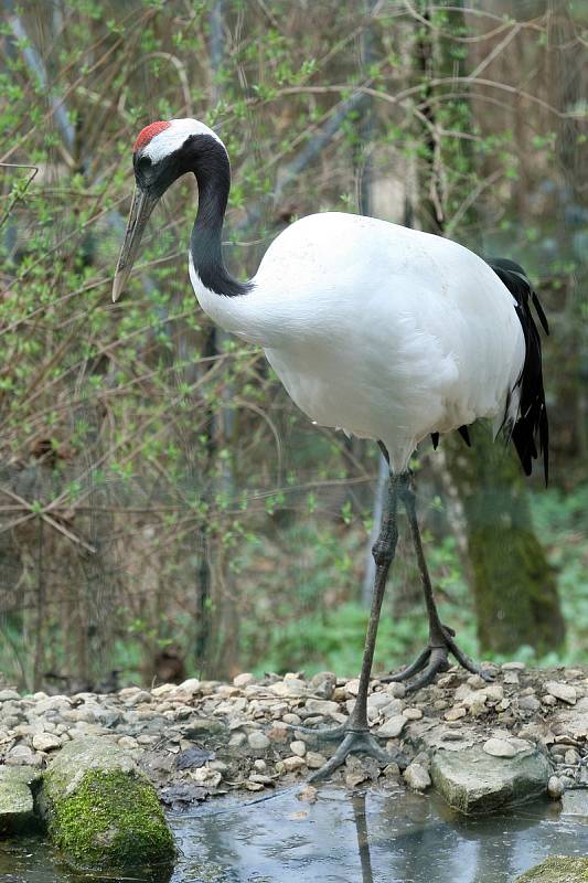 Brněnská zoologická zahrada.