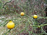 Citróny o velikosti golfového míčku vyrostly na keři citronečníku trojlistém v brněnských Bohunicích.
