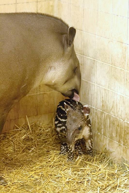 Mládě tapíra v brněnské zoo.