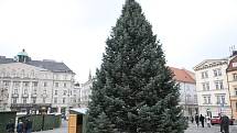 Zelný trh v centru Brna už zdobí vánoční strom.