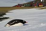 Vědecká pozorování, sběr vzorků i prozkoumávání stavu polární stanice. Nejen to jsou úkoly vědců z expedic Masarykovy univerzity v Antarktidě.