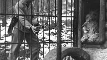 Fotograf Miloš Budík se lvem v brněnské zoo. Historický snímek z roku 1955. 