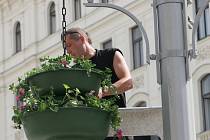 I kvůli prezidentské návštěvě se na brněnské náměstí Svobody dodává trochu zeleně - alespoň v květináčích.