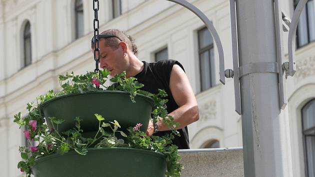 I kvůli prezidentské návštěvě se na brněnské náměstí Svobody dodává trochu zeleně - alespoň v květináčích.