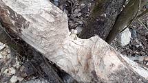 Bobrům evropským na Blanensku chutná. Okousané statné kmeny kolem řeky Svitavy míjí lidé například v Adamově. Tam pracovníci Povodí Moravy museli v uplynulých třech letech pokácet devět poškozených stromů.