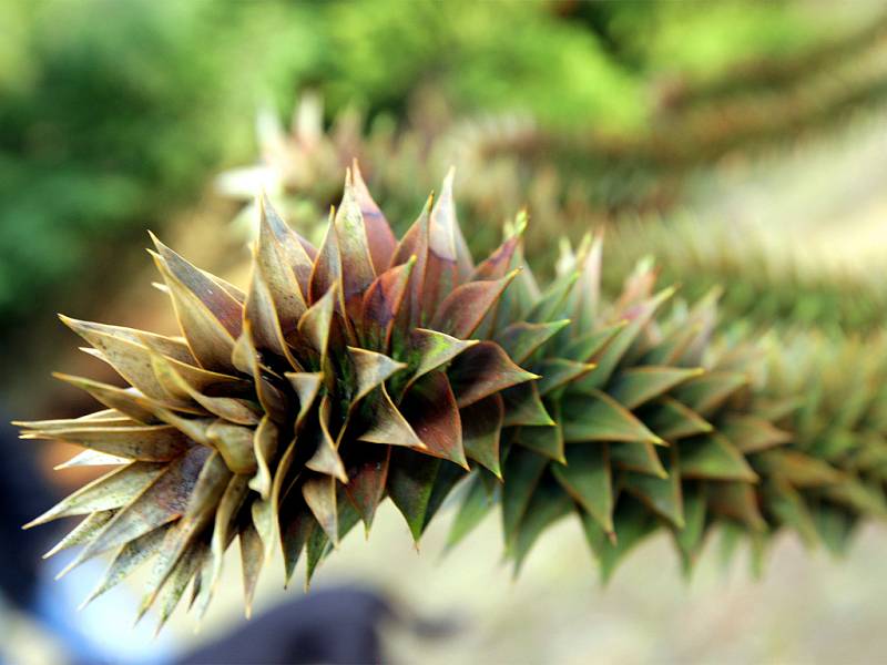 Arboretum v Řícmanicích na Brněnsku zažilo rekordní návštěvu