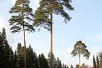 Arboretum v Řícmanicích na Brněnsku zažilo rekordní návštěvu