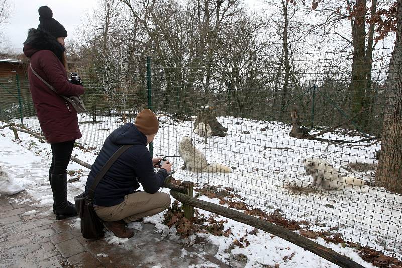 Zimní šampionát zvířat v brněnské ZOO -  liška polární.