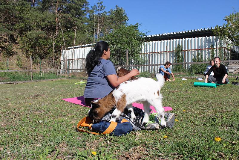 V bývalém lomu lidé cvičili jógu s kůzlaty.