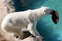 Medvědice Kora má kolem čtyř set kilogramů.