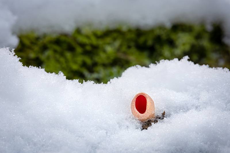 Ohnivec (nejspíš) rakouský – nejedlý. Dokáže na stanovišti vytrvat bez poškození pod sněhem až do jara.