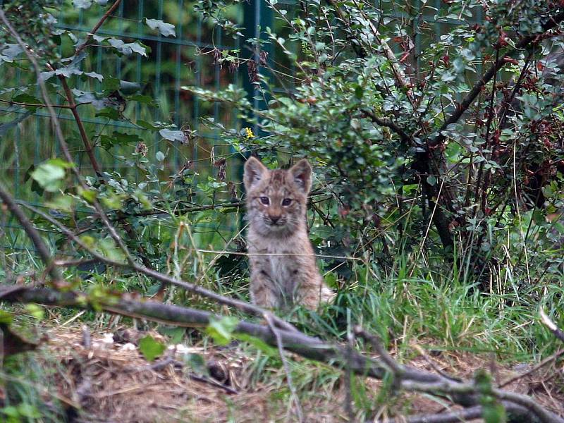 Mládě rysa kanadského v brněnské zoo.