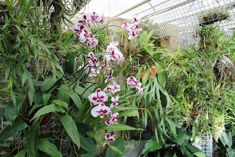 Skleníky botanické zahrady Mendelovy univerzity v Brně jsou vyšperkované kvetoucími orchidejemi.