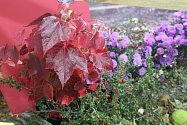 Jak se na podzim vybarví příroda mohou pozorovat návštěvníci výstavy Barvy podzimu v Botanické zahradě a arboretu Mendelovy univerzity v Brně