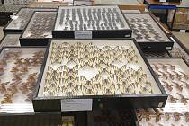 Jihomoravští kriminalisté zabavili při dvou domovních prohlídkách nezaměstnanému entomologovi přes 9100 kusů vzácného hmyzu. Zvláště chráněné druhy motýlů, třeba jasoně červenookého, nabízel na zahraničním aukčním portálu.