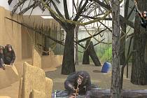 Ukázalo se, že pavilon je pro šimpanze nebezpečný