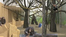 Šimpanzí pavilon nakonec v brněnské zoo nejspíš vůbec nevznikne.