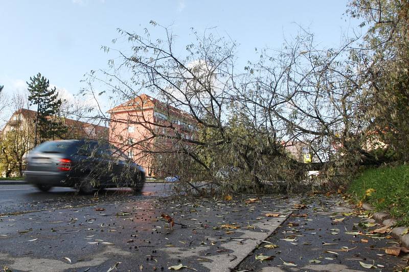 Spadlý strom v ulici Bělohorská v Brně-Juliánově.