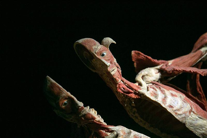 Na Výstavišti v Brně bude od 10. května otevřena expozice o lidských tělech z evropské dílny vynálezce plastinace Gunthera von Hagense.