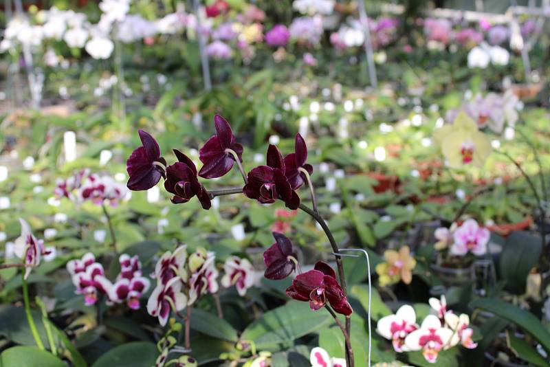 Skleníky botanické zahrady Mendelovy univerzity v Brně jsou vyšperkované kvetoucími orchidejemi.