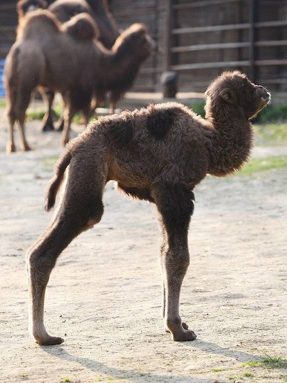 Zoo má nový přírůstek. Mládě velblouda