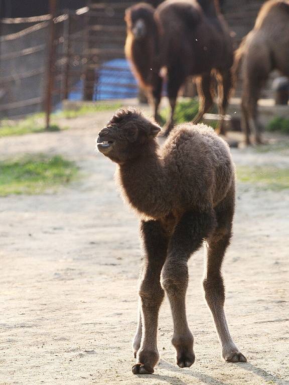 Zoo má nový přírůstek. Mládě velblouda