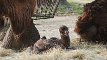 Zoo má nový přírůstek. Mládě velblouda