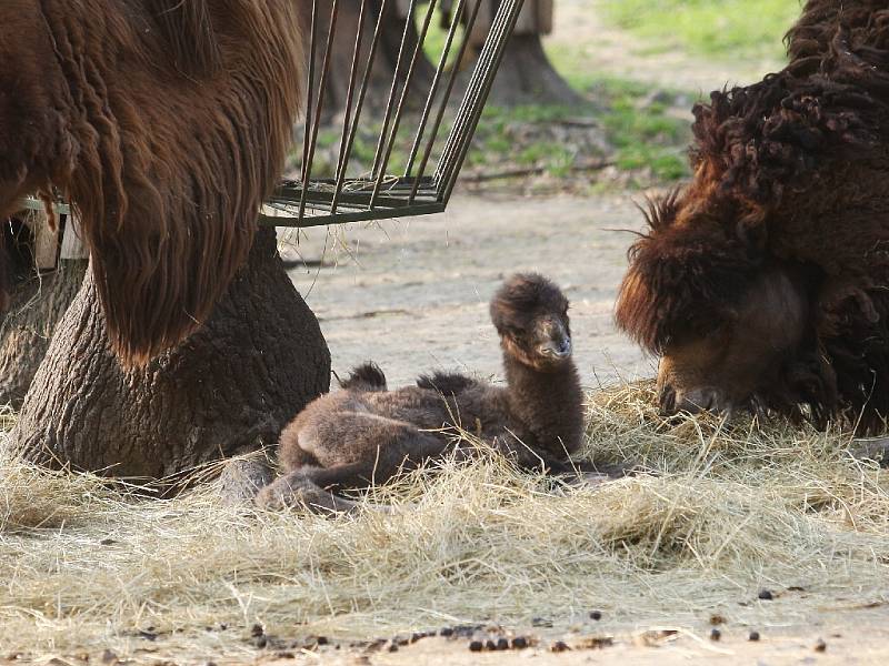 Zoo má nový přírůstek. Mládě velblouda