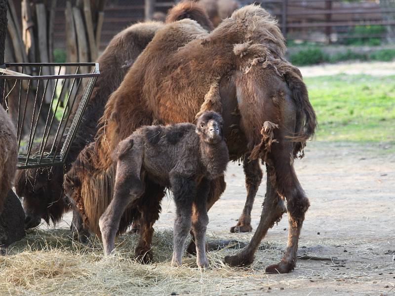 Zoo má nový přírůstek. Mládě velblouda