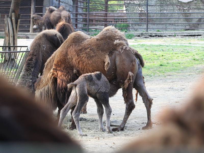 Zoo má nový přírůstek. Mládě velblouda