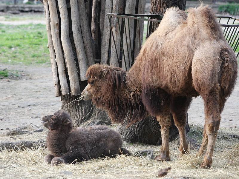 Zoo má nový přírůstek. Mládě velblouda