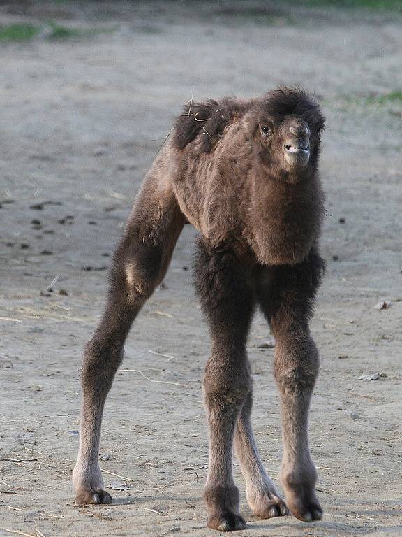 Zoo má nový přírůstek. Mládě velblouda