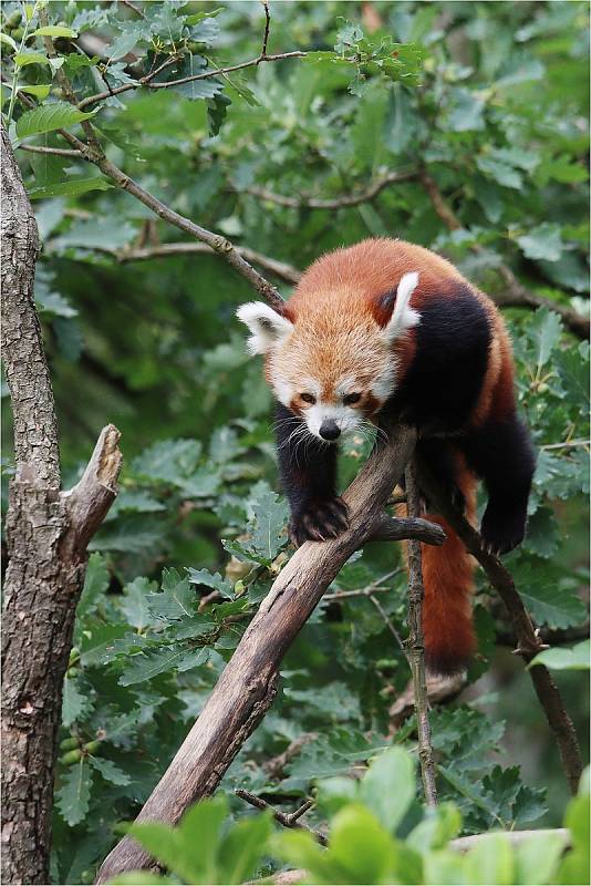 V ZOO Brno mohou návštěvníci vidět téměř osm set zvířat více než dvou stovek druhů.