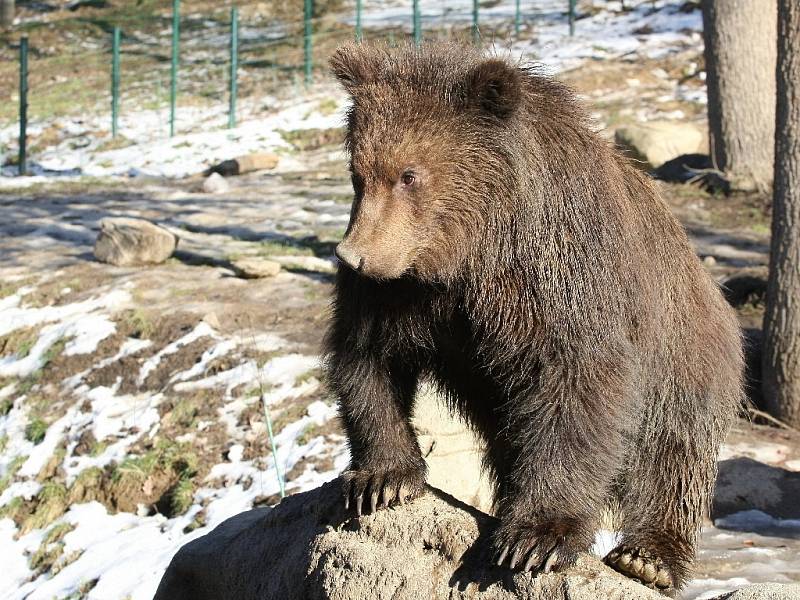 Kamčatská medvíďata Toby a Kuba z brněnské zoologické zahrady slaví rok.