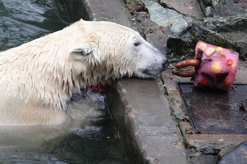 Narozeniny ledního medvěda Nanuka v brněnské zoo.