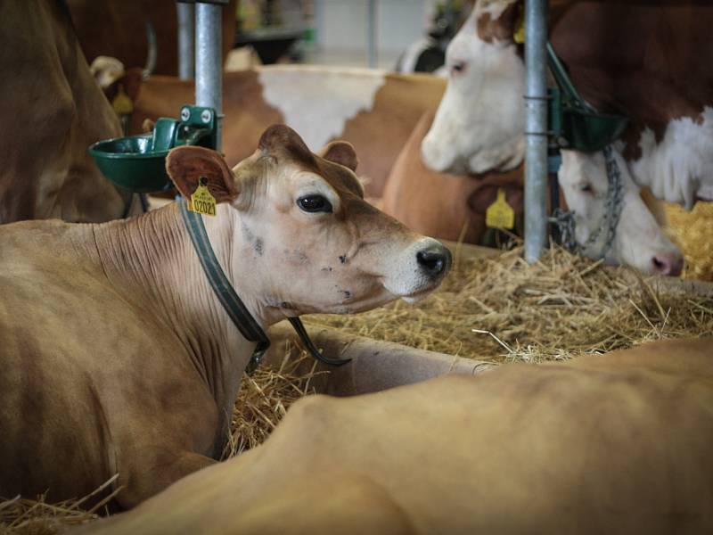 Desítky různých plemen krav, koní, ovcí nebo třeba koz přivezly skoro tři stovky vystavovatelů na letošní ročník Národní výstavy hospodářských zvířat a zemědělské techniky.