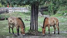 V brněnské zoo jsou nově k vidění dvě klisny koně Převalského, které do Brna dorazily z pražské zoologické zahrady.