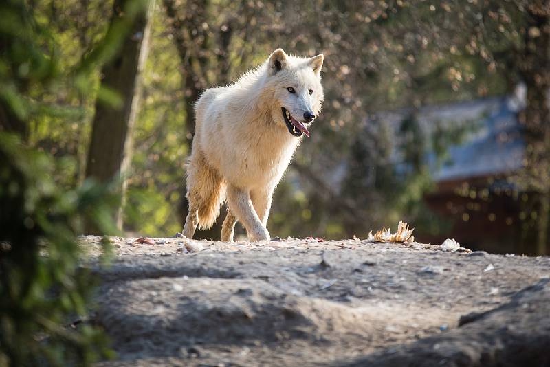 Víkendové slunečné počasí využily tisíce návštěvníků k prohlídce Zoologické zahrady v Brně.