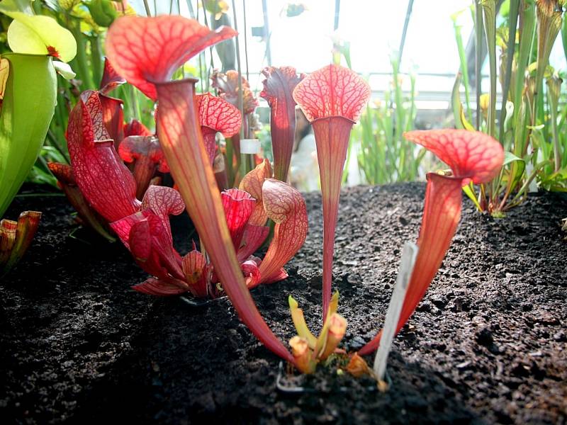 Několik set vzácných masožravých rostlin vystavuje Botanická zahrada Masarykovy univerzity. Tyto rostliny se v přírodě vyskytují na místech, kde je půda velmi chudá na živiny, například v bažinách a rašeliništích. 