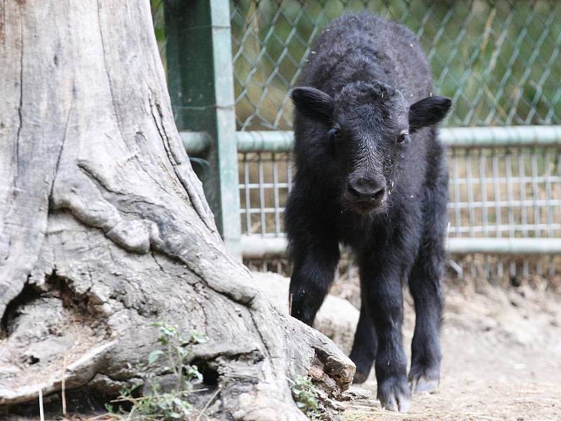 Hned dva nové zvířecí přírůstky se narodily minulý týden v brněnské zoologické zahradě. A navíc ve stejném výběhu. Dvě mláďata jaka domácího od sebe dělí pouhé dva dny. 